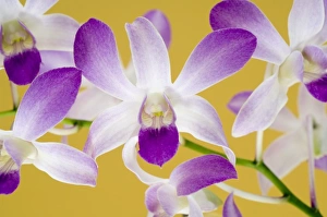 Unique Plant Species Stampe: Orchids