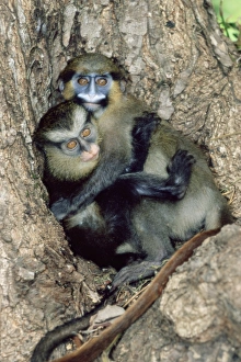 African Primate Conservation Stampe: Orphaned guenons