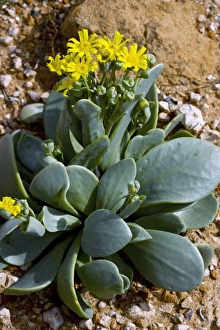 Namaqualand Flowers Stampe: Othonna intermedia