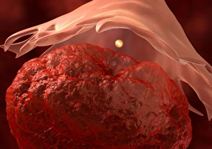 Human Body Biology Stampe: Ovulation, artwork
