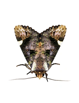 Owlet Moth Stampe: Owlet moth