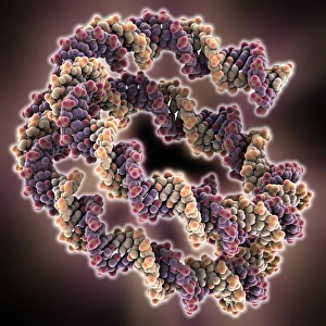 Deoxyribonucleic Acid Stampe: Packaged DNA molecule