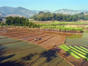 Rice Cultivation Process Stampe: Paddy fields