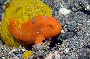 Stampe di Rana pittata dipinta. Giovane rana pittata (Antennarius pictus) mimetizzarsi accanto ad un spongia. Fotografato vicino all'isola di Rinca, parco nazionale del Komodo, Indonesia Immagini datate 2012 febbraio: Rana pescatrice dipinta