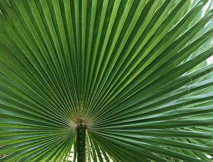 Green Palm Leaves Stampe: Palm leaf