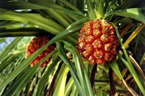 Tropical Palm Tree Stampe: Pandanus fruit