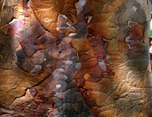 Fall Foliage Images Stampe: Paperbark maple
