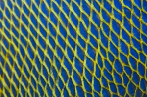 Maldives Marine Life Stampe: Pattern detail of fish scales