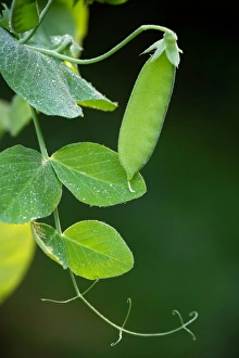 Legume Plant Stampe: Pea pod