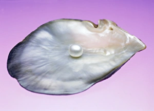 Stampe di La perla in un conchiglia. Le perle sono accrescimenti di nacre (carbonato di calcio) segreti da certe vongole e mezzane Immagini datate 2003 maggio: Pierla in una conchiglia