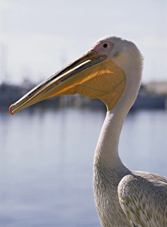 Pelican Bird Stampe: Pelican
