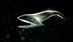 Deep Sea Fish Stampe: Pelican eel