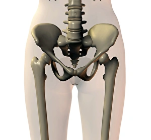 Human Body Skeletal System Stampe: Pelvis