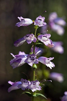 Drought Tolerant Flowers Stampe: Penstemon Strictus