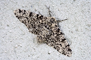 Camouflage In Nature Stampe: Peppered Moth