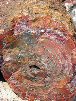 Petrified Tree Trunk Stampe: Petrified tree trunk