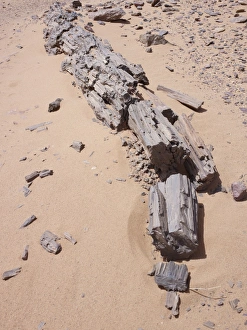 Petrified Tree Trunk Stampe: Petrified Tree trunk, Libya