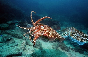 Stampe di Il faraone malvagio cuttrale (Sepia pharaonis) solleva le braccia e mostra la colorazione minacciosa per allontanare un altro maschio (sinistro) Immagini datate 2007 agosto: Cefalo del faraone
