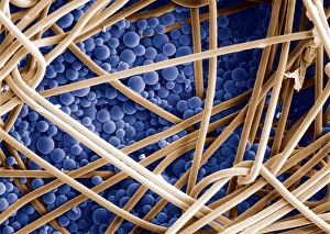 Stampe di Materiale di fase cambia colore grafico a risonanza elettronica (SEM) colorato delle microcapsule (blu) che contengono un rivestimento con materiale di fase cambia temperatura (PCM) Immagini datate 2002 luglio: Material di cambiamento di fase, SEM