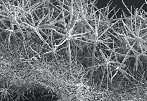 Stampe di La foglia di Phlomis. Micrografo elettronegativo scansione (SEM) di una sezione attraverso la foglia della Phlomis italica Immagini datate 25 maggio 2012: Foglia di Phlomis, SEM