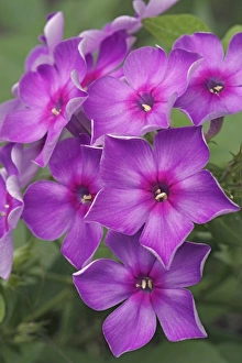 Cut Flower Arrangements Stampe: Phlox paniculata
