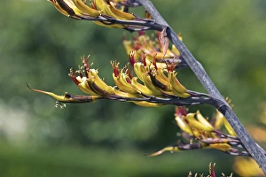 Summer Foliage Photography Stampe: Phormium sp