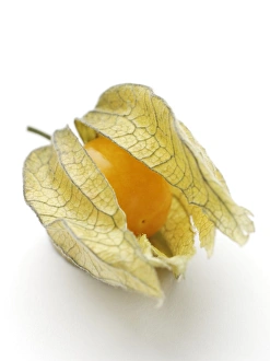 Cape Gooseberry Stampe: Physalis