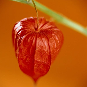 Cape Gooseberry Stampe: Physalis fruit
