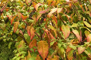 Red Berries In Autumn Stampe: Phytolacca decandra