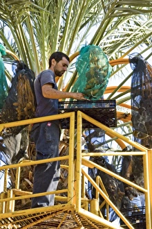 Date Palm Cultivation Stampe: Picking dates with Hydraulic platform