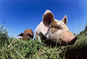 Organic Farming Methods Stampe: Piglet
