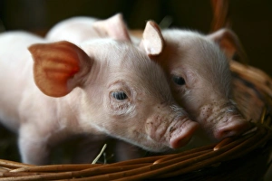 Piglet Photography Stampe: Piglets