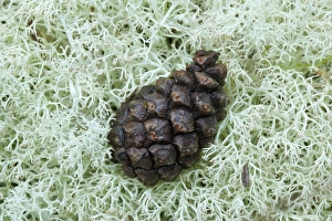 British Wildlife Pictures Stampe: Pine cone on lichen