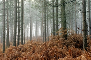 Misty Woodland Scene Stampe: Pine forest