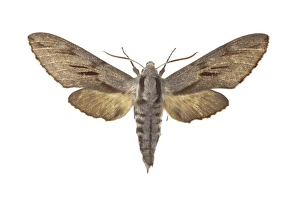 Pine Hawk Moth Stampe: Pine hawk moth C016 / 2282
