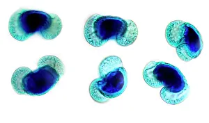 Stampe di Polen di pino. Microfotografia leggera di una sezione attraverso i granelli poligonali (microspori) del pino (Pinus sp.) Immagini datate 2012: Grani di pollene di pino, micrografo leggero