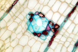 Stampe di Il bastone di pino. Microscopio a luce debole di una sezione attraverso il bastone del pino (Pinus sp.) , mostrando tessuto xilematico. L'xilema è composto da cellule tracheide (rosa leggermente) Immagini datate 2012: Stemma di pino, micrografia leggera