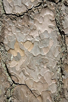 Tree Trunk Patterns Stampe: Pine tree bark