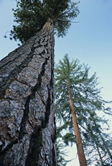 American Wilderness Photos Stampe: Pine trees
