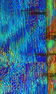 Polarised Light Microscopy Stampe: Pine wood structure, light micrograph