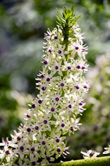 Succulent Flowers Stampe: Pineapple lily (Eucomis comosa)