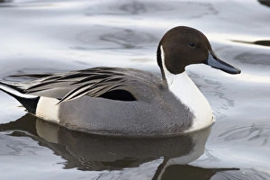 Pintail Duck Stampe: Pintail