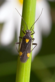 Insect Photography Poland Stampe: Plant bug