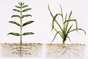 Flowering Plant Anatomy Stampe: Plant comparison