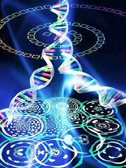 Deoxyribonucleic Acid (DNA) Stampe: Plant evolution