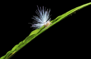 Stampe di Ista insetto (Fulgoromorpha) ninfetta è una fase pre-adulta di questo animale Immagini datate 2011 settembre: Cicalina del saltatore di foglie