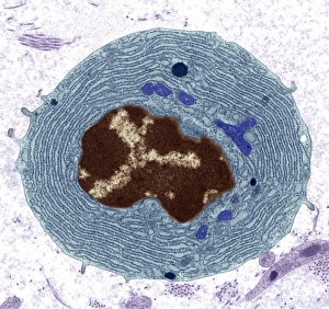 Coloured TEM Images Stampe: Plasma cell, TEM