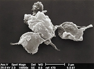 Stampe di Le placelle. Micrografia elettronegativa di scansione (SEM) delle placelle del sangue o trombociti Immagini del 16 gennaio 2003: Platelline, SEM