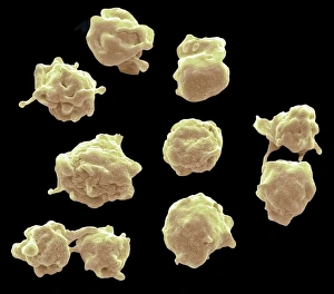 Blood Clot Formation Stampe: Platelets, SEM C016 / 3091
