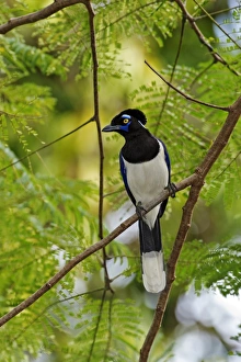 Jungle Bird Photography Stampe: Plush-crested jay in a tree